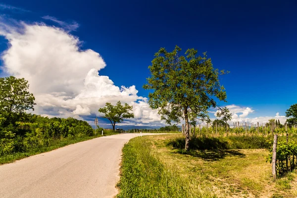 Eenzame boom op een landweg — Stockfoto