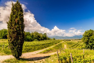 bir ülke yolda yalnız ağaç