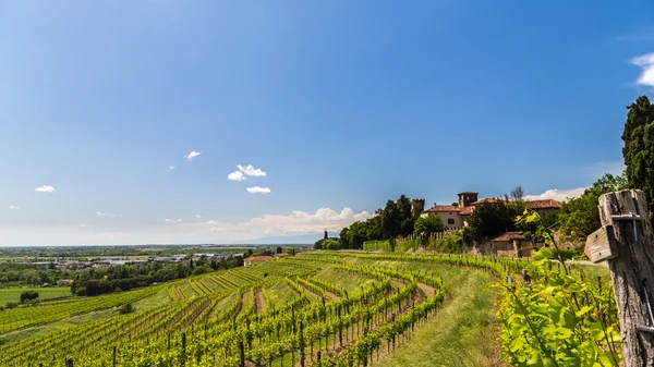 Campo de vid en el campo italiano — Foto de Stock