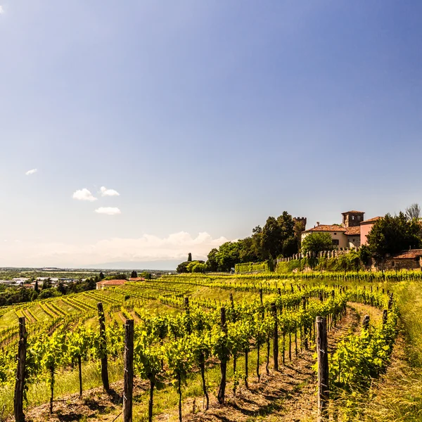 Grapevine pole v italském venkově — Stock fotografie