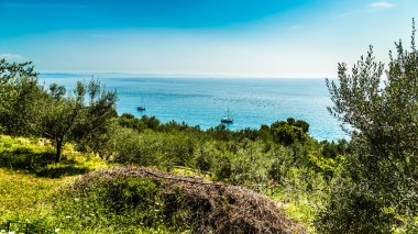 Yaz aylarında Trieste Körfezi