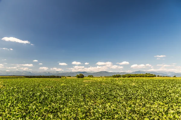 Green Fields of Italy — Stock Photo, Image