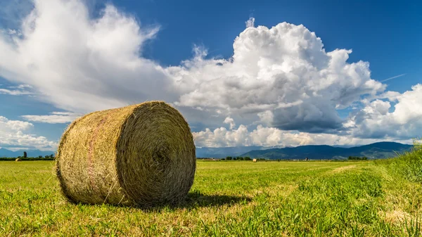 Hay bale in the fields of italy Stock Picture