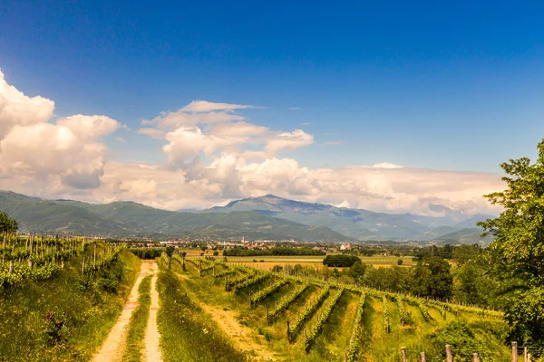 Grapevine veld op het Italiaanse platteland — Stockfoto