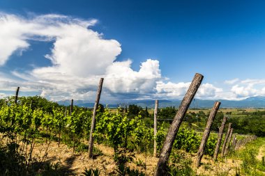 İtalyan kırsal alanda asma