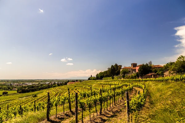 Grapevine field in the italian countryside — Stock Photo, Image