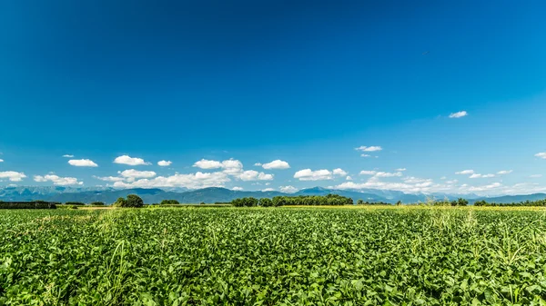 Green Fields of Italy — Stock Photo, Image