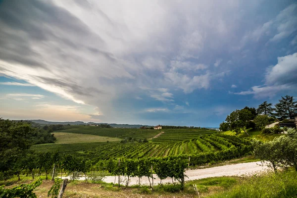 Grapevine veld op het Italiaanse platteland — Stockfoto