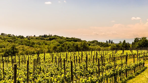 Campo de vid en el campo italiano — Foto de Stock