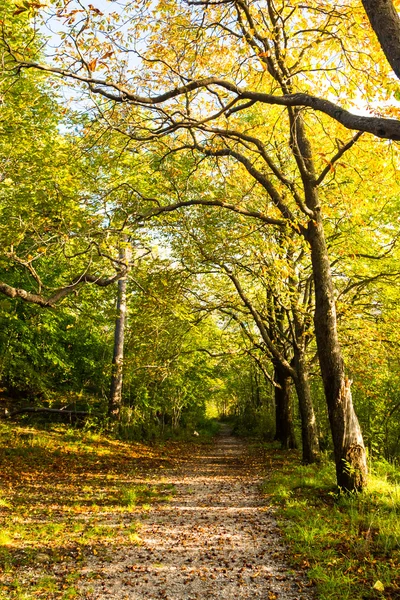 Trekking wandelpad in het bos — Stockfoto