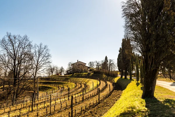 Weinberg im zeitigen Frühjahr — Stockfoto