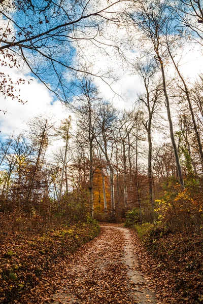 Trekking path in the forest — Stock Photo, Image