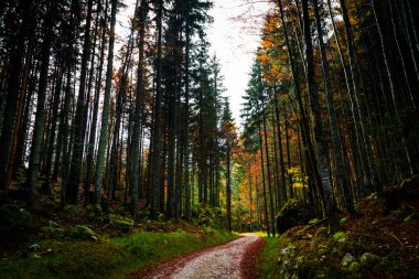 Alplerde sonbahar sabahı