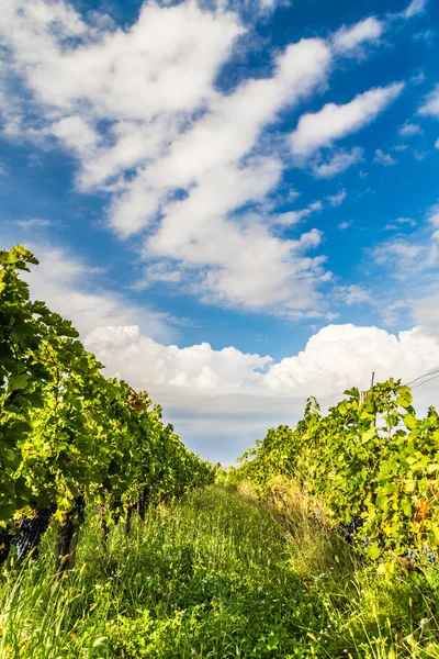 Grapevine veld op het Italiaanse platteland — Stockfoto