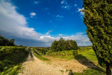 İtalyan kırsal alanda asma