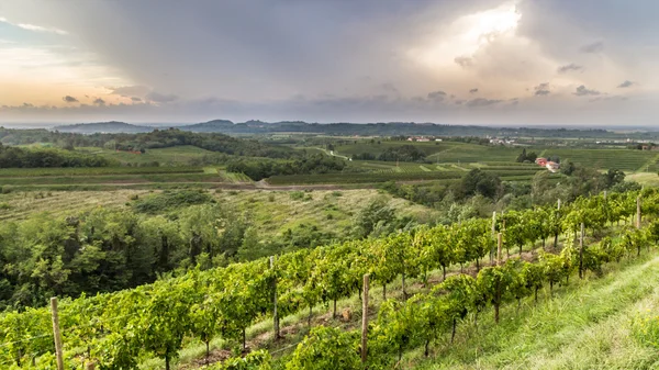 이탈리아 시골에서 grapevine 필드 — 스톡 사진