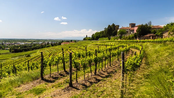 Grapevine veld op het Italiaanse platteland Rechtenvrije Stockafbeeldingen