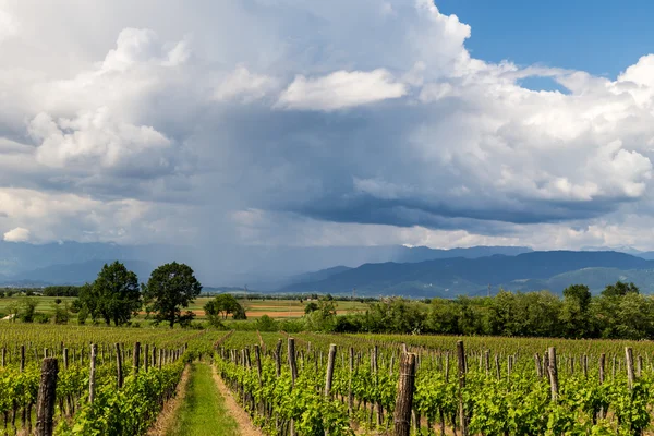 Виноградна лоза поля в італійської сільській місцевості — стокове фото