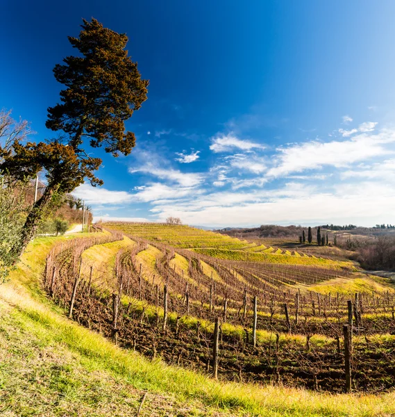 Viñedo a finales de invierno — Foto de Stock