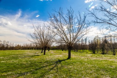 güzel güneşli bahar sabahı