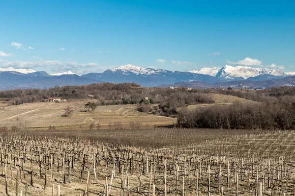 Vineyard in late winter — Stock Photo, Image