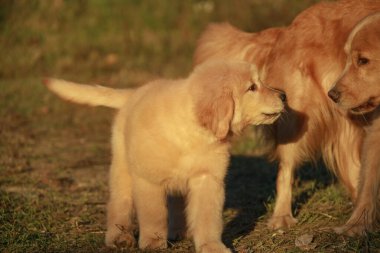 İki Golden Retriever birlikte oynuyor. Bir köpek yavrusu ve annesi ılık sonbahar ışığında açık bir alanda oynuyorlar..