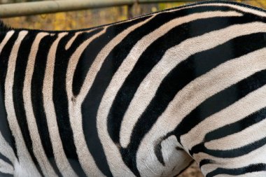 Zebraların dokusunda hiçbir değişiklik olmadan doğal bir şekil var. Siyah beyaz kürk çizgileri. Doku ve arkaplan.