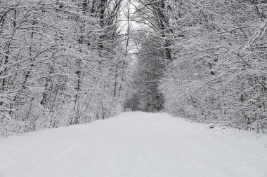 Yoğun bir ormanın içinden geçen, kırağı ve karla kaplı ağaçlarla kaplı dar bir yolun güzel manzarası. Kış yolculuğu ve doğa temaları için mükemmel..