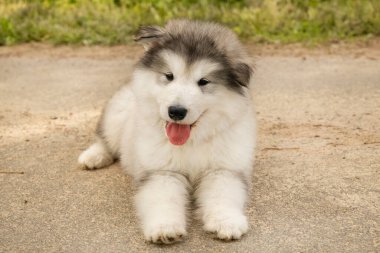 Mutlu gri köpek yavrusu dili dışarıda kameraya bakıyor. Bu tüylü evcil hayvan parkta güneşli bir günün tadını çıkarıyor.