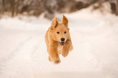 Komik ve enerjik bir köpek yavrusunun kış manzarasında neşeyle kameraya doğru dörtnala koşuşunun görüntüsü. Dinamik hareket ve mutlu ifade bunu mükemmel bir mevsimsel yaşam tarzı görüntüsü yapar..