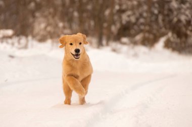 Komik ve enerjik bir köpek yavrusunun kış manzarasında neşeyle kameraya doğru dörtnala koşuşunun görüntüsü. Dinamik hareket ve mutlu ifade bunu mükemmel bir mevsimsel yaşam tarzı görüntüsü yapar..