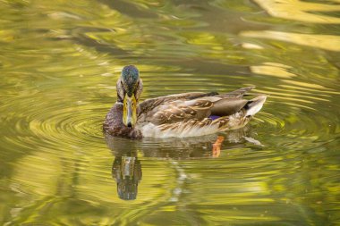Dişi bir yaban ördeği bir gölün yüzeyinde huzur içinde süzülür. Su, çevreleyen sonbahar ağaçlarından güzel sarı ve yeşil yansımalarla doludur..