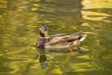 Dişi bir yaban ördeği bir gölün yüzeyinde huzur içinde süzülür. Su, çevreleyen sonbahar ağaçlarından güzel sarı ve yeşil yansımalarla doludur..