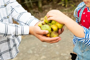 Beyaz gömlekli, çizgili, olgun yeşil ve sarı çizgili kadınların elleri.