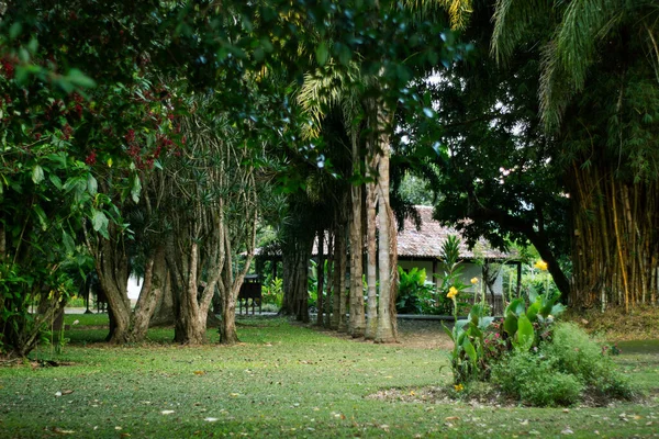 Parc Abri Sauvage Avec Herbe Nombreux Types Arbres — Photo