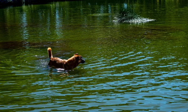 Bela Vista Para Lago Com Cores Azul Verde Cão Água — Fotografia de Stock