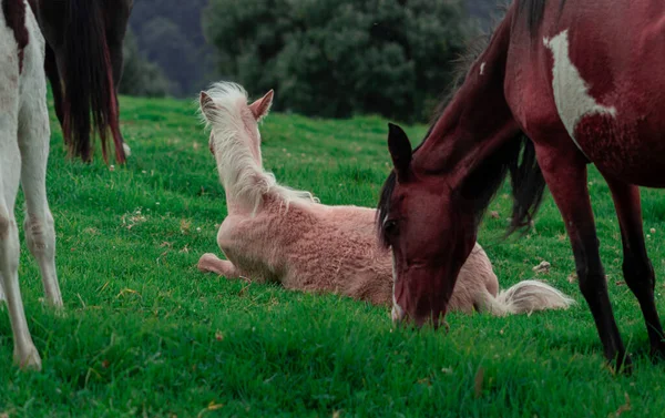 Vakker Hest Sitt Naturlige Miljø – stockfoto