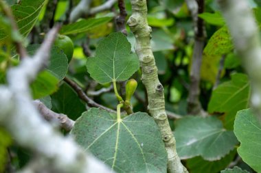 Lezzetli meyveleriyle incir ağacı