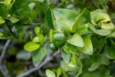 Lezzetli meyveleriyle incir ağacı