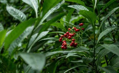 Kosta Rika 'da yağmur ormanlarında meyve