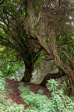 KOSTA RICA 'NIN GÖREVİ YAZIŞILARI AĞI