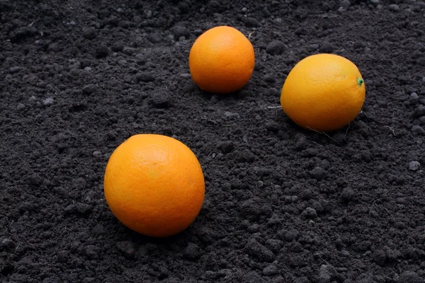 Orangen — Stockfoto