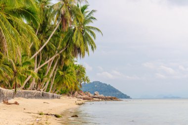 Sandy beach adadaki palmiye ağaçları ile. Koh Samui, Tayland