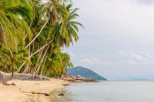 Sandy beach adadaki palmiye ağaçları ile. Koh Samui, Tayland