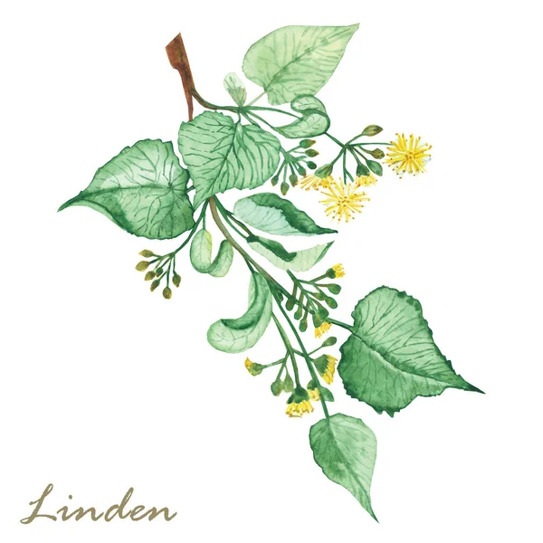 Aquarell Handgemalte Natur Kräuterpflanze Illustration Mit Gelben Blüten Lindenblüten Knospen — Stockfoto