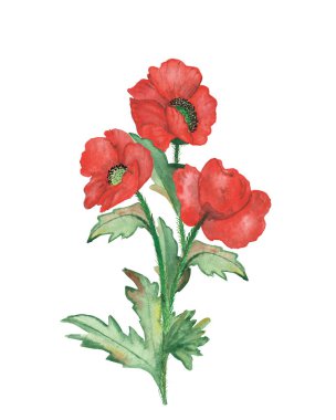 Suluboya el boyama doğa çiçekli kırmızı haşhaş çiçekleri yeşil dallar üzerinde tasarım elementleri ve kartlar için beyaz arka planda yapraklarla birlikte.