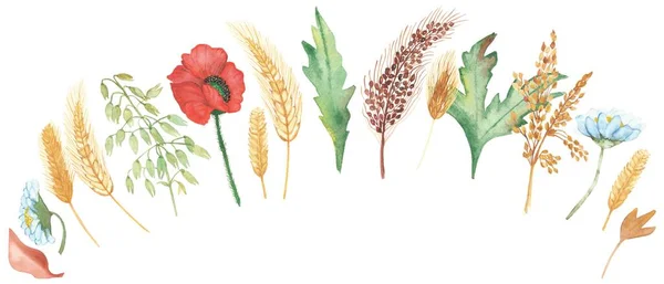 水彩画手绘自然构图 由红色罂粟 白色洋甘菊 黄色黑麦耳 褐色谷类 绿叶和分枝组成 从白色背景中分离出设计元素 — 图库照片
