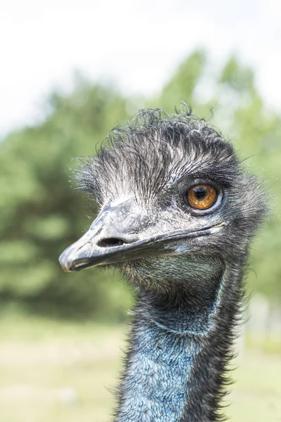 Ostrich head close — Stock Photo, Image