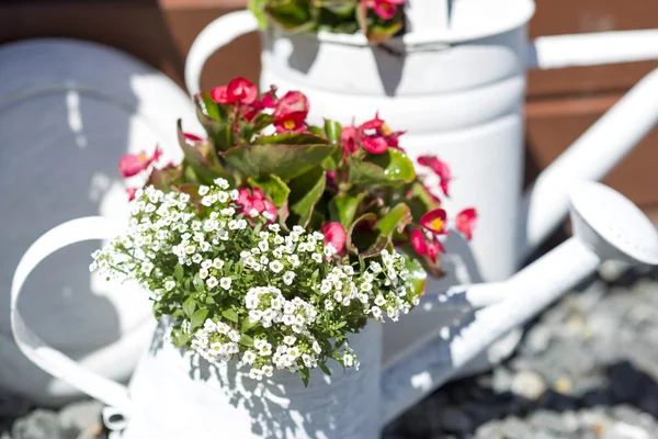 Flores em regar pode — Fotografia de Stock