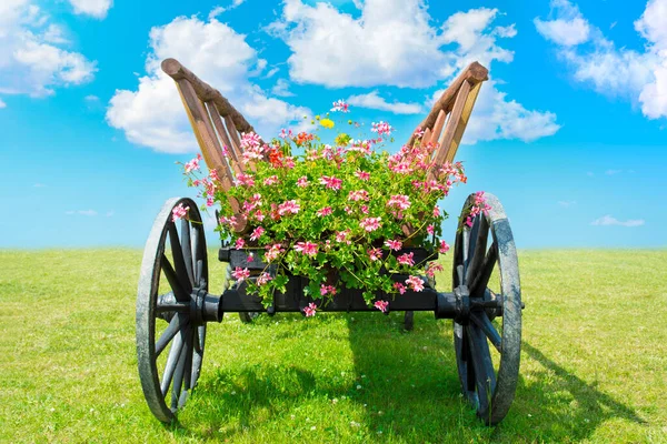 Starý Dřevěný Vozík Plný Barevných Květin Trávníku Venku — Stock fotografie